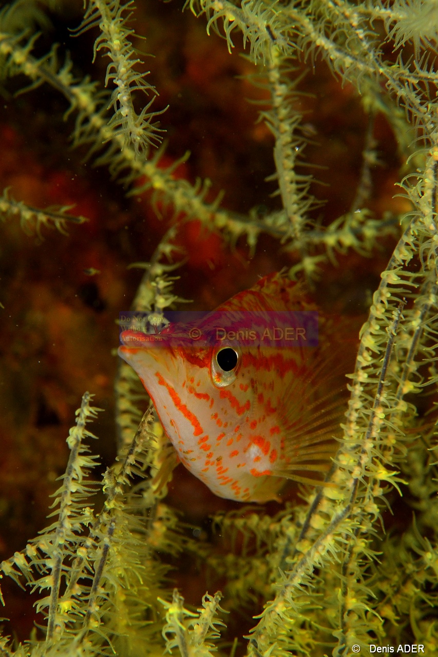 Oxycirrhites typus Poisson faucon a long nez Antipathes galapagensis-La Paz Epave Fang Ming-16m-20181026-Denis-ADER-DSC_0410_tn.jpg